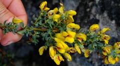 Cyclopia buxifolia