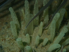 Polymastia penicillus