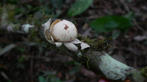 Duguetia spixiana, 2022-09-24