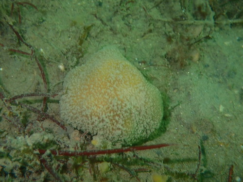 Suberites pagurorum