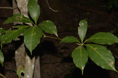 Cissus sterculiifolia