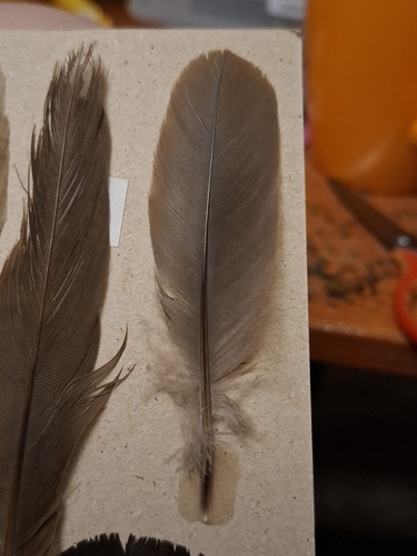 Plume de Tourterelle maillée