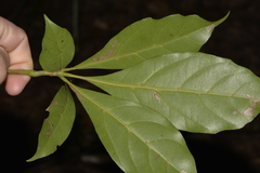 Cissus sterculiifolia
