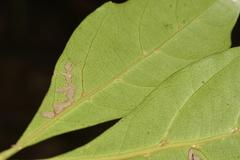 Cissus sterculiifolia