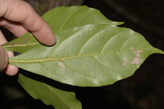 Cissus sterculiifolia