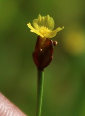 Xyris indica