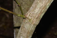 Cissus sterculiifolia
