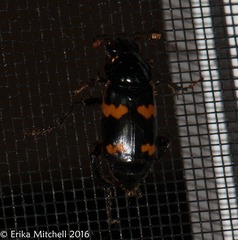 Nicrophorus sayi