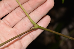Cissus sterculiifolia