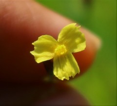 Xyris indica