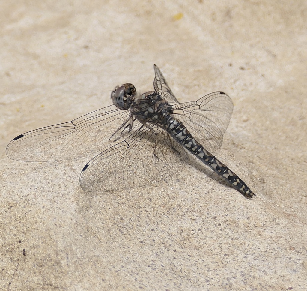 Red Rock Skimmer