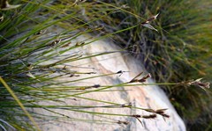 Hypodiscus alboaristatus