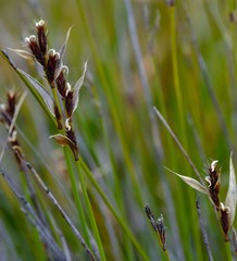 Hypodiscus alboaristatus