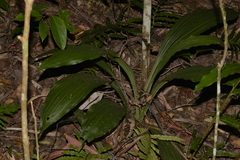 Calanthe triplicata