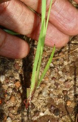 Xyris indica