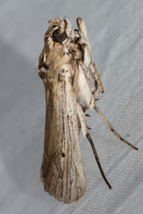 Melitara subumbrella