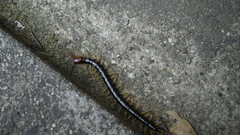 Scolopendra mutilans