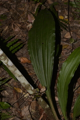 Calanthe triplicata