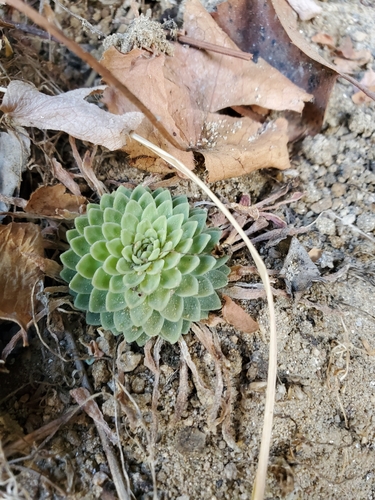 Idaho stonecrop (Sedum valens)