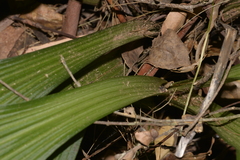 Calanthe triplicata