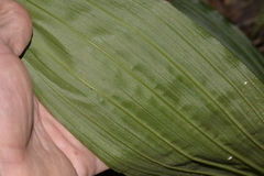 Calanthe triplicata