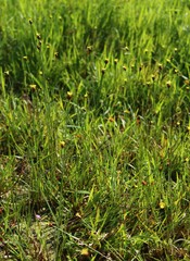 Xyris indica