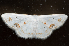 Scopula lautaria