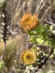 Helichrysum milleri