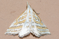 Leptosteges parthenialis