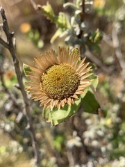 Helichrysum milleri