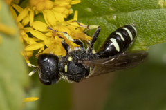 Ectemnius trifasciatus