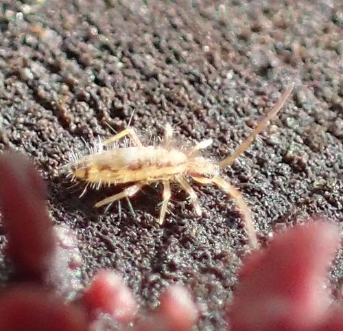 Entomobrya muscorum, Höxter, Nordrhein-Westfalen, Germany, photo 10 of 10