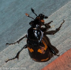 Nicrophorus sayi