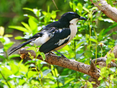 Laniarius aethiopicus