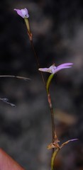 Disa inflexa