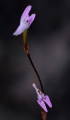 Disa inflexa