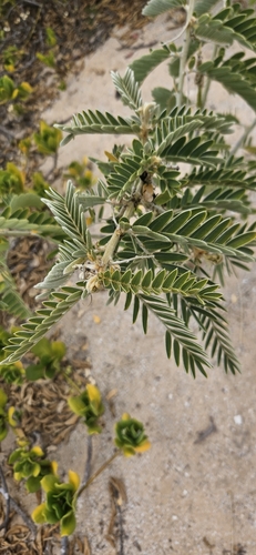 Sesbania tomentosa observed 2025-07-23