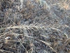 Elymus churchii