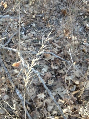 Elymus churchii
