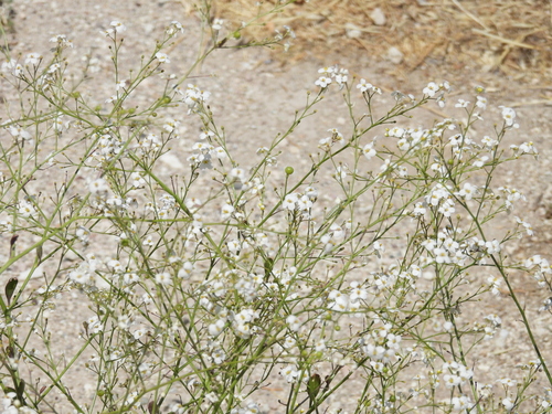 Oriental Sea-kale (Crambe orientalis)