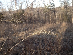 Elymus churchii
