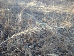 Elymus churchii