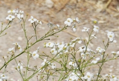 Crambe orientalis, photograph author not stated, no rights reserved