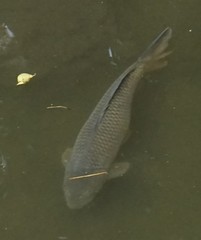 Cyprinus rubrofuscus