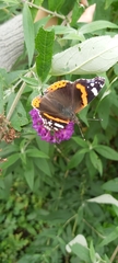 Vanessa atalanta