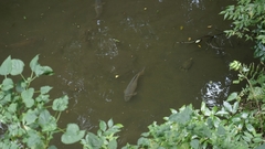 Cyprinus rubrofuscus