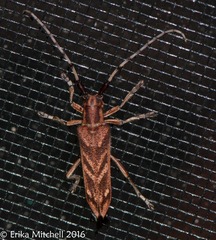 Saperda obliqua