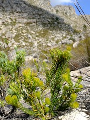 Phylica bolusii