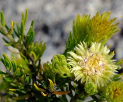 Phylica bolusii