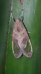 Bertholdia